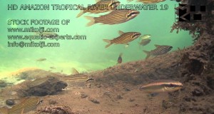 Amazon Tropical River Underwater Stock Video Footage 19