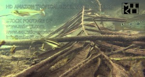 Amazon Tropical River Underwater Stock Video Footage 16