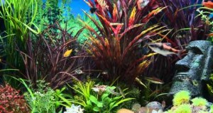 Aquarium Screensaver Fishtank 1080p HD — AMAZON – Aquarium Downloads.com