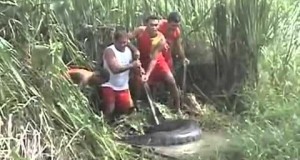 Cobra sucuri a anaconda da Amazon