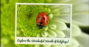 **!!Ladybug World!! Ladybug Kids Books on Amazon!!**