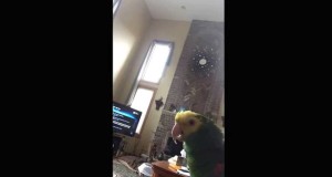 Parrot attacks his arch enemy! The EVIL Phone!!! #Amber #Parrot #Amazon #nocamerasallowed