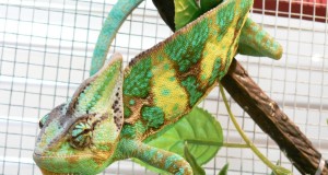 Promotional Claim Codes Free Shipping for Zoo Med Reptibreeze at Amazon.com